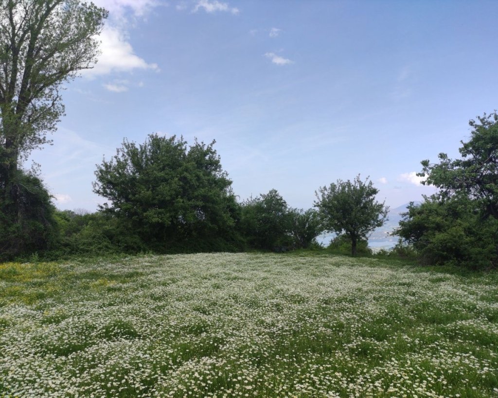 Fields of daisies