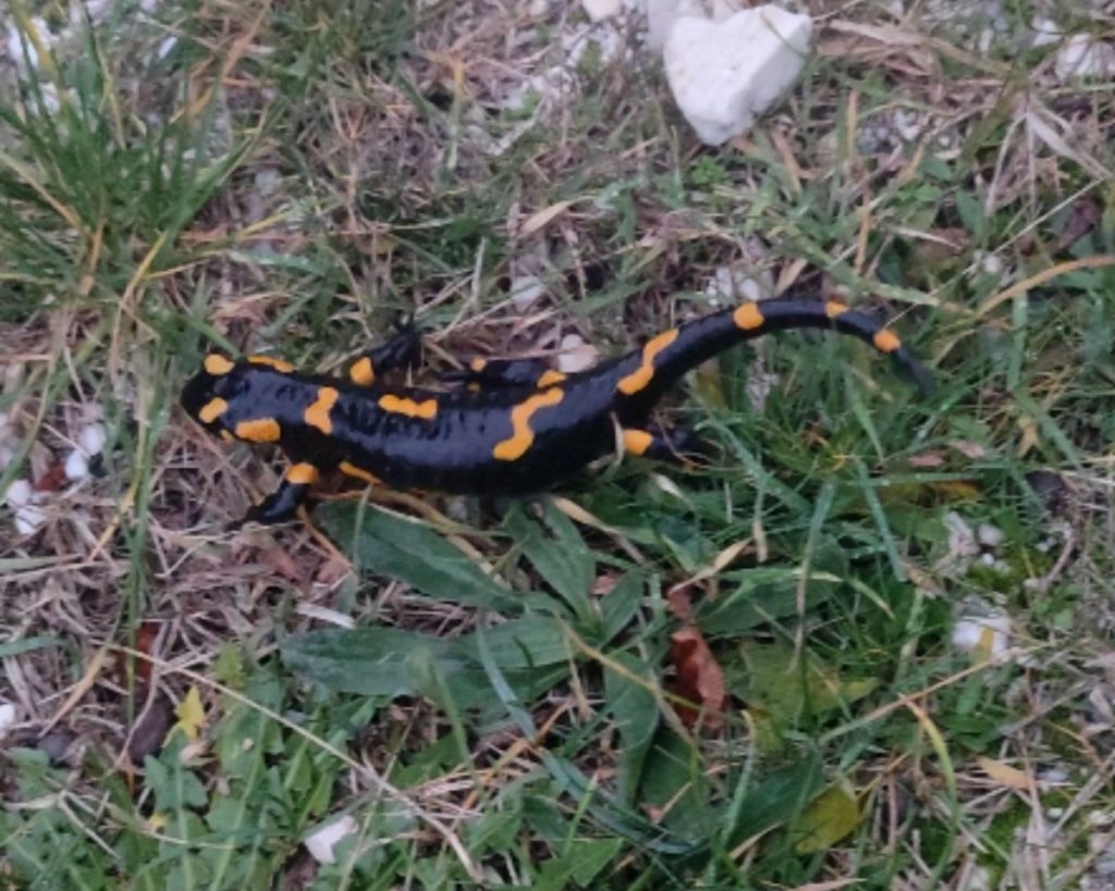 Salamandra